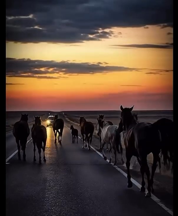 Мал жолдағы қауіп көзіне айналмасын!