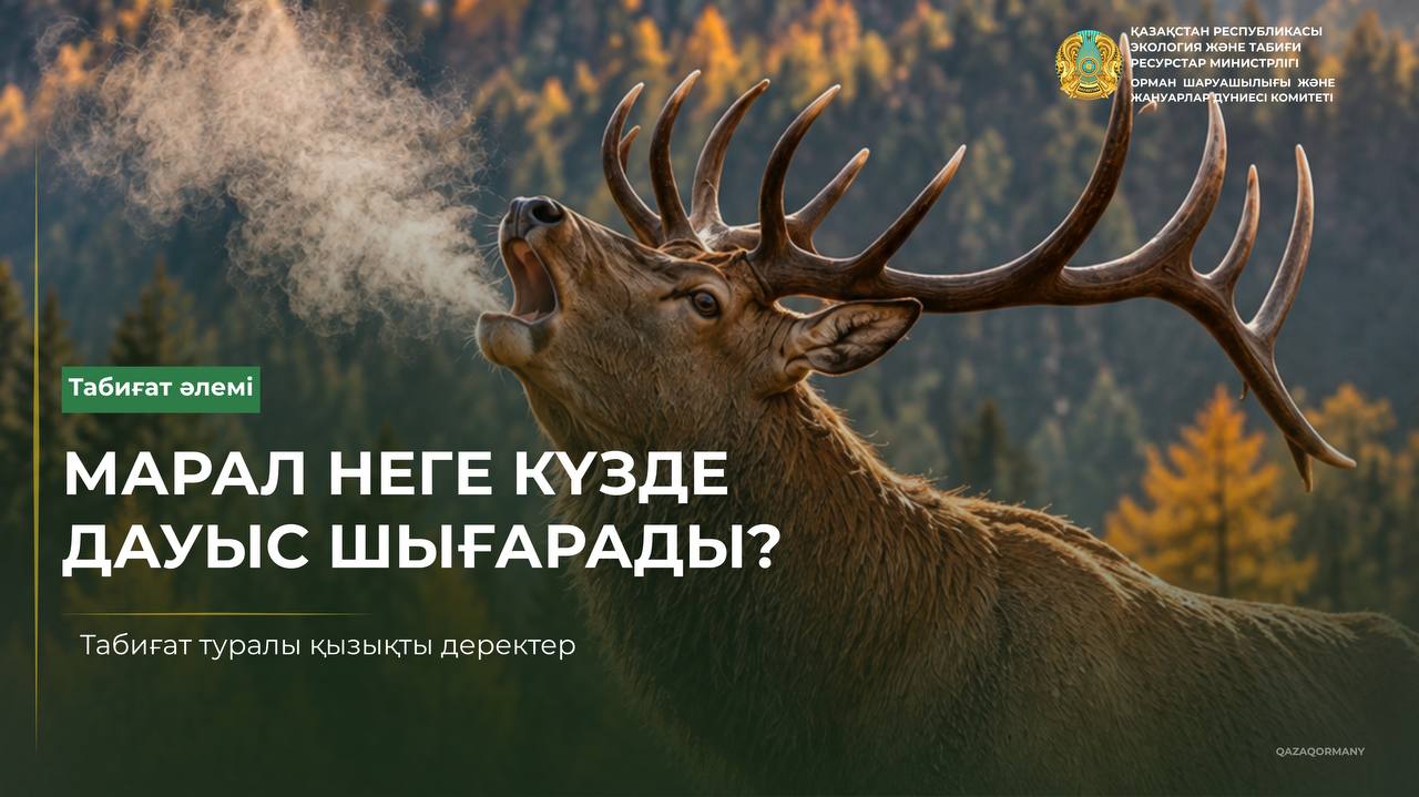 Маралдар күзде неге дауыс шығарады?