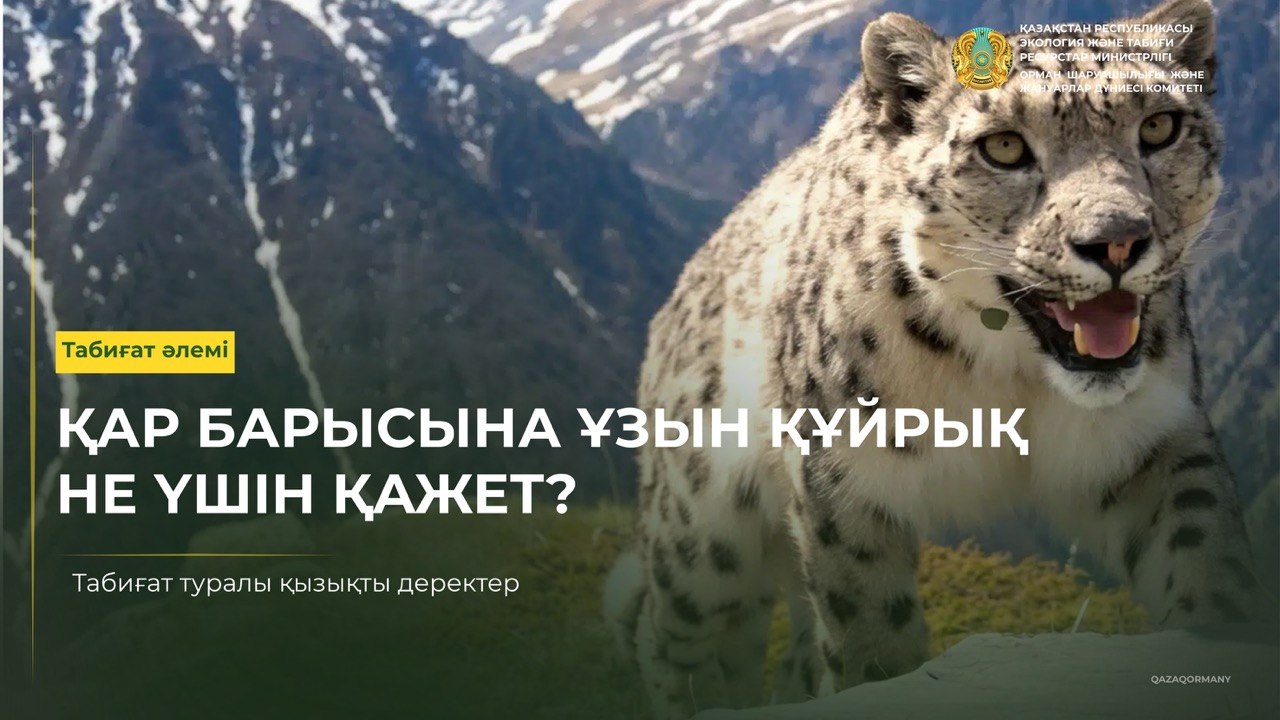 Қар барысына ұзын құйрық не үшін қажет?