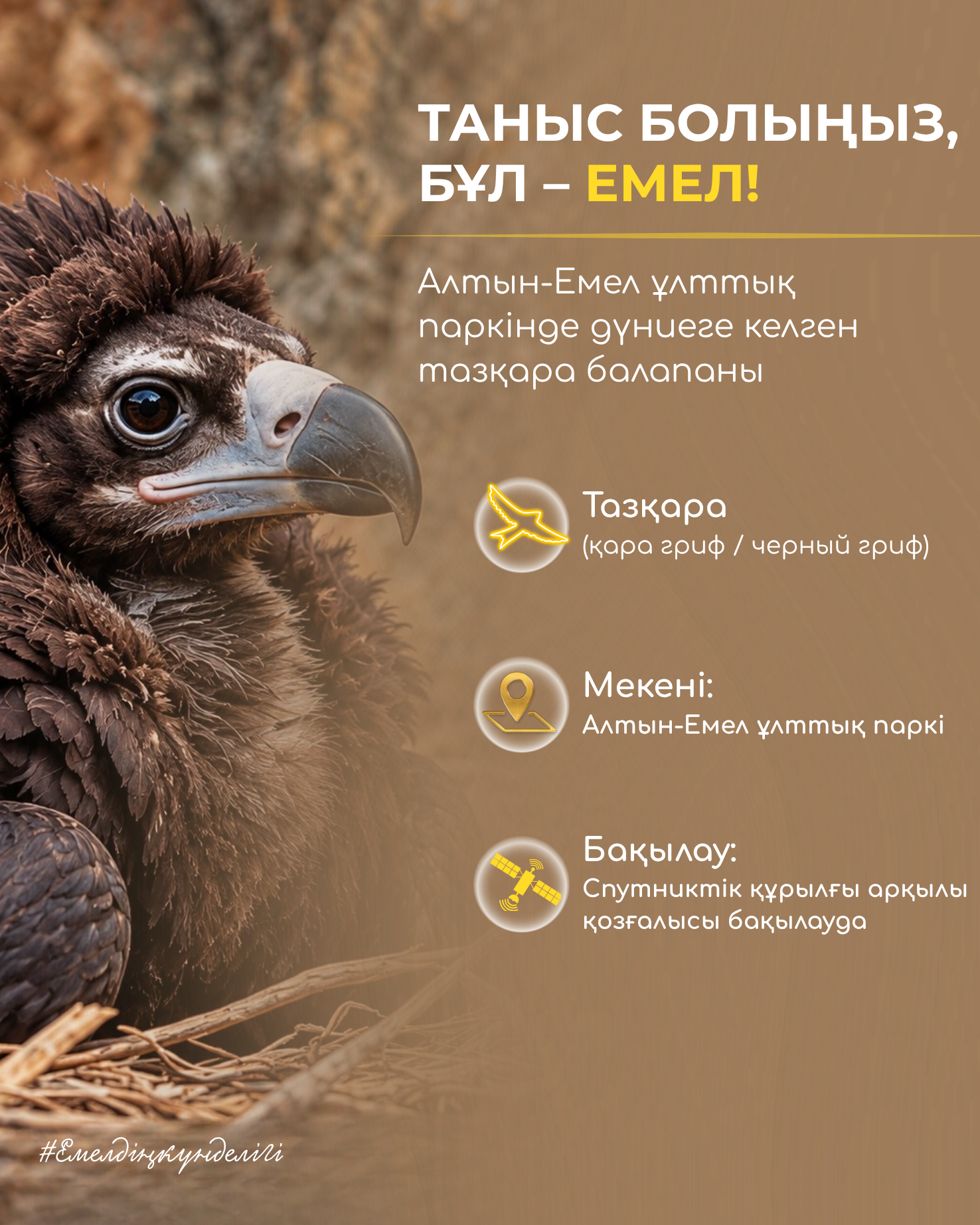 Емелдің үлкен саяхаты: тазқара балапанының алғашқы ұшулары