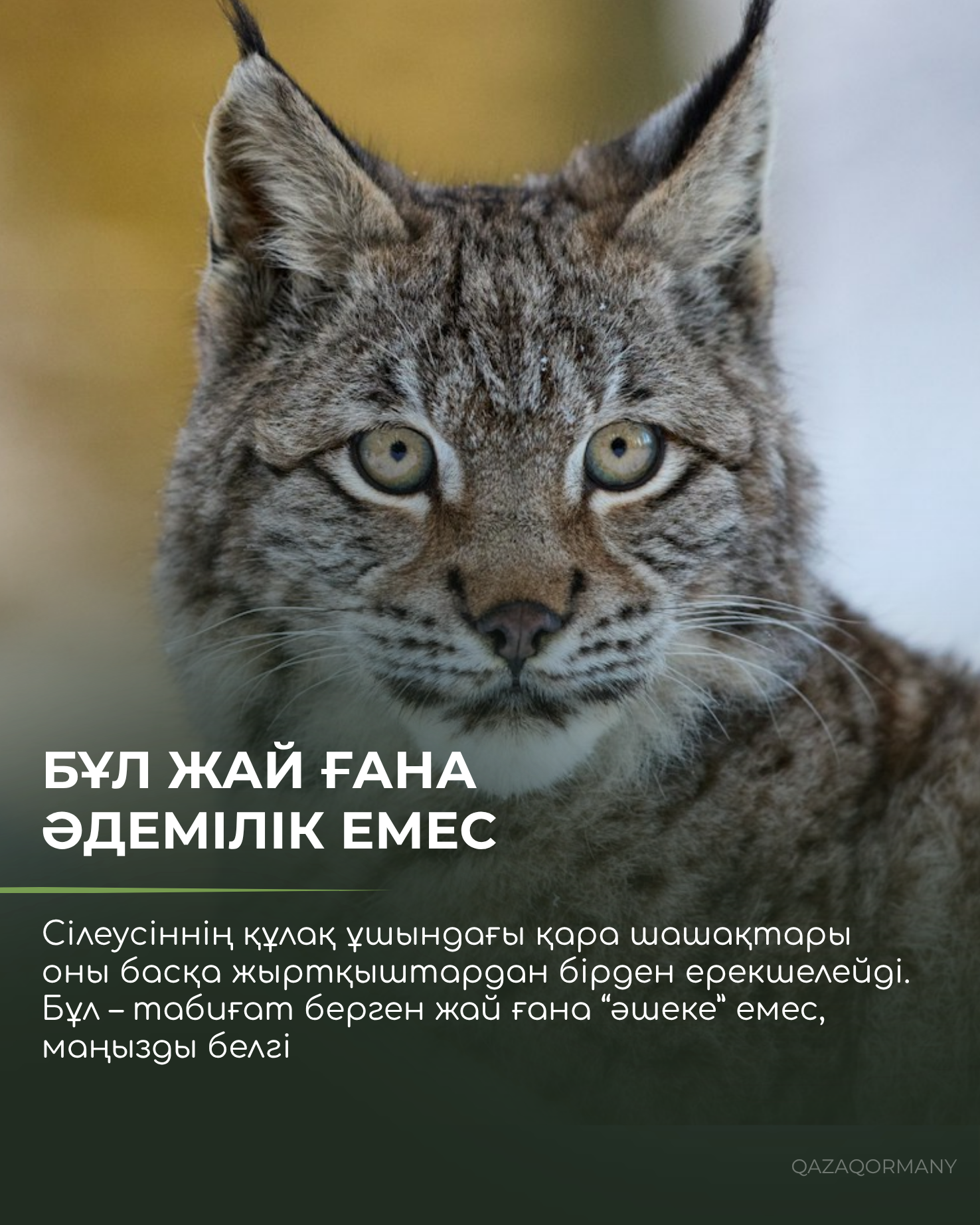 Сілеусіннің құлағындағы шашақтың сыры неде?